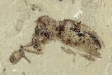 Detailed Fossil Weevil (Snout Beetle) - Green River Formation #242770-1